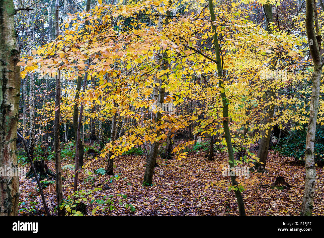 Blean woods à l'automne et la pluie à Canterbury. Seul petit arbre rempli de feuilles jaunes et tout autour d'autres arbres sans feuille et sol recouvert de feuilles marron tombé. Banque D'Images