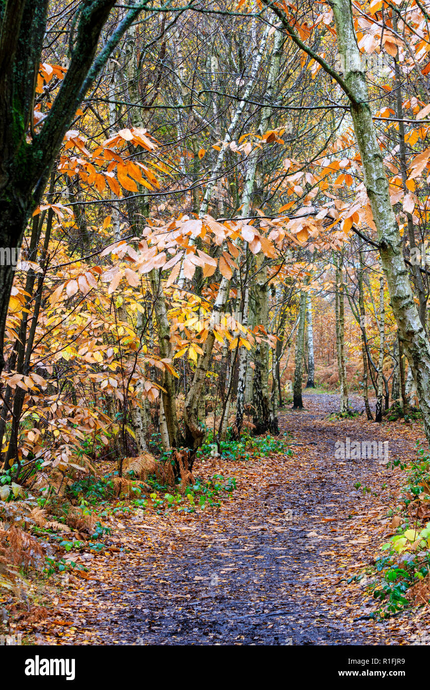 Blean Woods dans le Kent, en Angleterre, au cours de l'automne, par une matinée pluvieuse. Sentier verdoyant, sentier à travers les arbres dont les feuilles marron et jaune. Banque D'Images