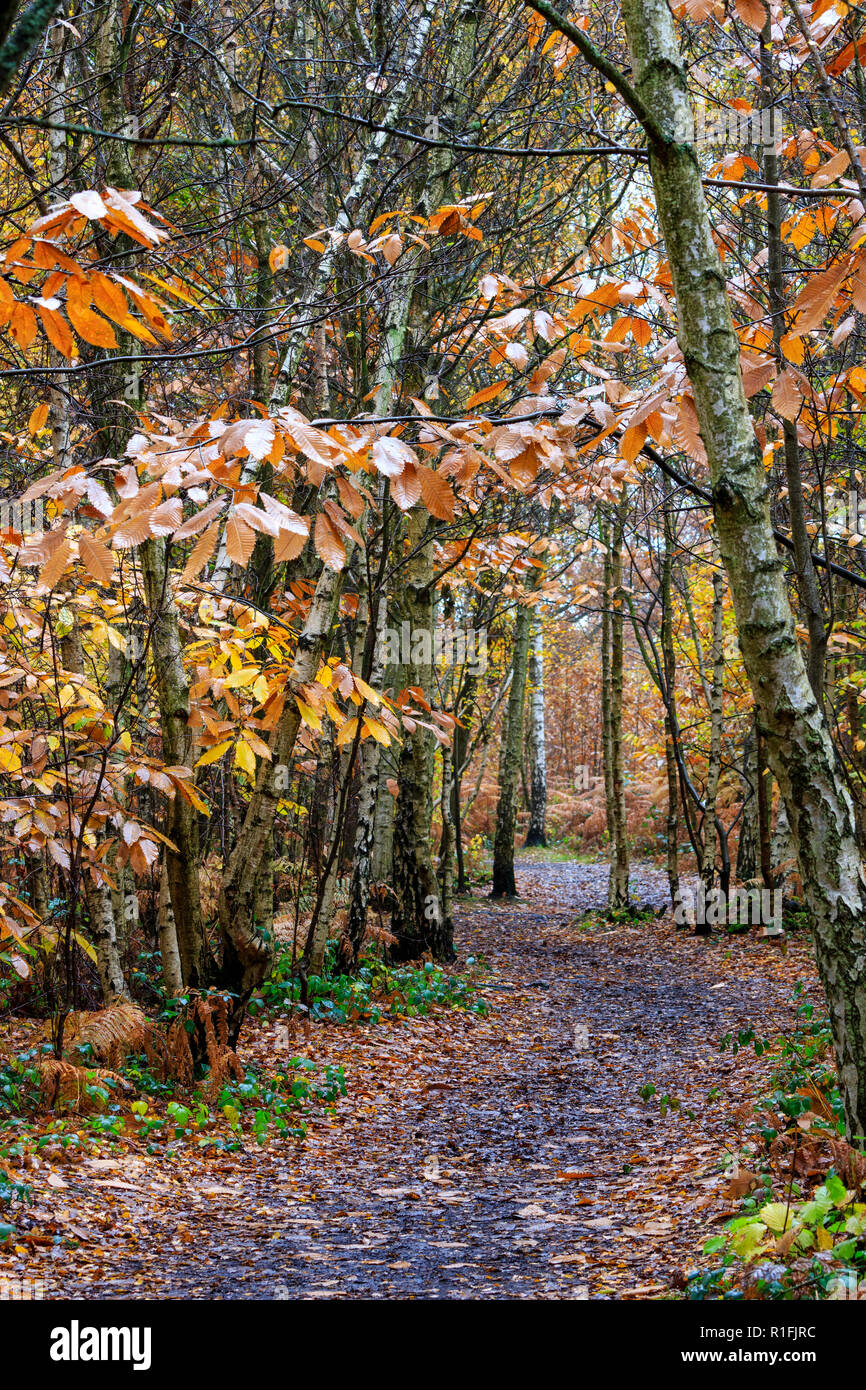 Blean Woods dans le Kent, en Angleterre, au cours de l'automne, par une matinée pluvieuse. Sentier verdoyant, sentier à travers les arbres dont les feuilles marron et jaune. Banque D'Images