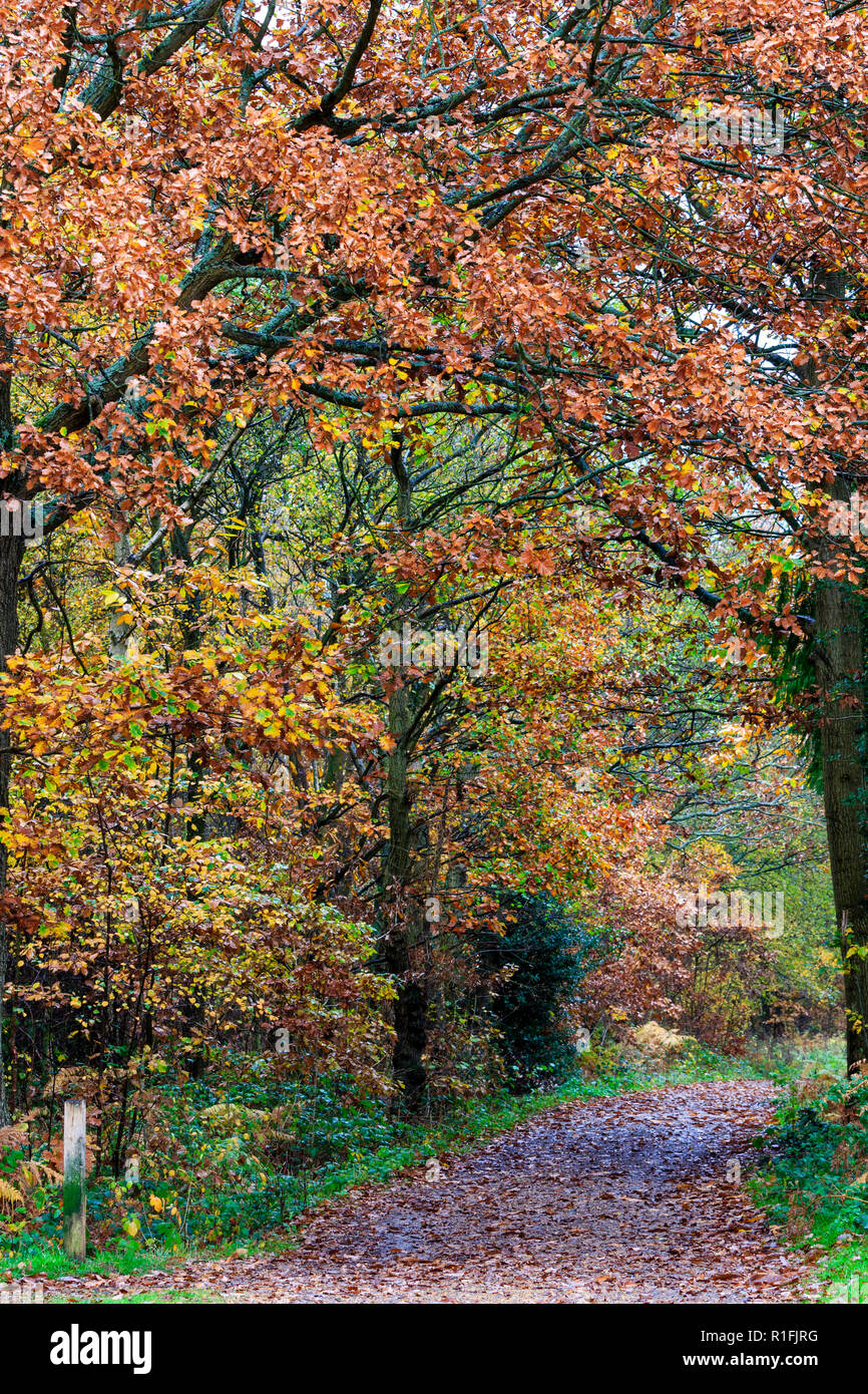 Blean Woods dans le Kent, en Angleterre, au cours de l'automne, par une matinée pluvieuse. Large chemin à travers des arbres feuillus à feuilles vertes et jaunes. Banque D'Images