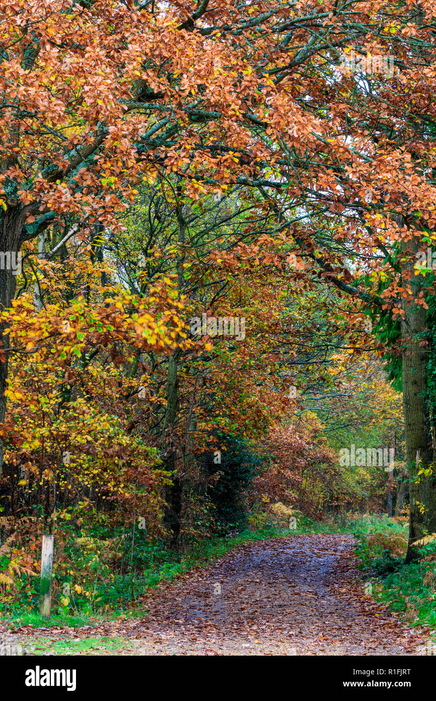 Blean Woods dans le Kent, en Angleterre, au cours de l'automne, par une matinée pluvieuse. Large chemin à travers des arbres feuillus à feuilles vertes et jaunes. Banque D'Images