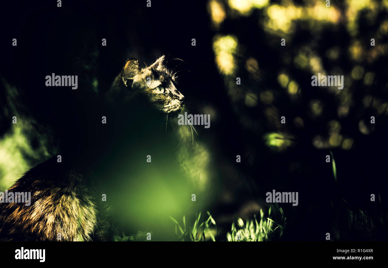 Très jolie image d'un chat derrière l'herbe entre ombres et lumières dans la forêt Banque D'Images
