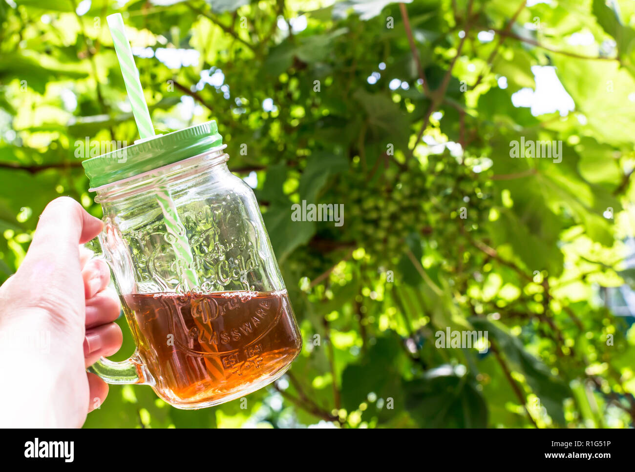 Main tenant une tasse en verre de thé froid avec de la paille à l'arrière-plan vert vined. Sunny summer background concept. Banque D'Images