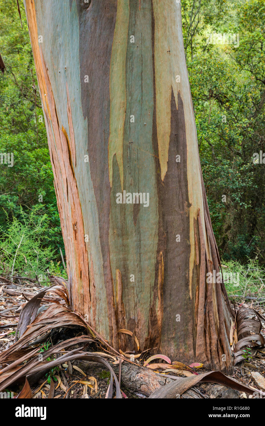 Tronc d'arbre d'eucalyptus, les espèces envahissantes provenant de l'Australie, le long de la D-55 en forêt de Chiavari, Corse-du-Sud, Corse, France Banque D'Images