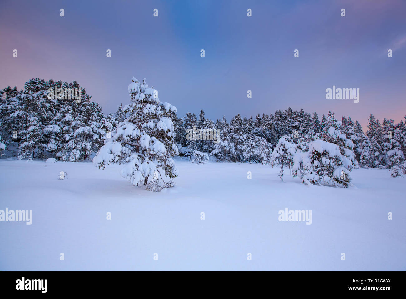 Beau paysage neige arbre hiver Banque D'Images