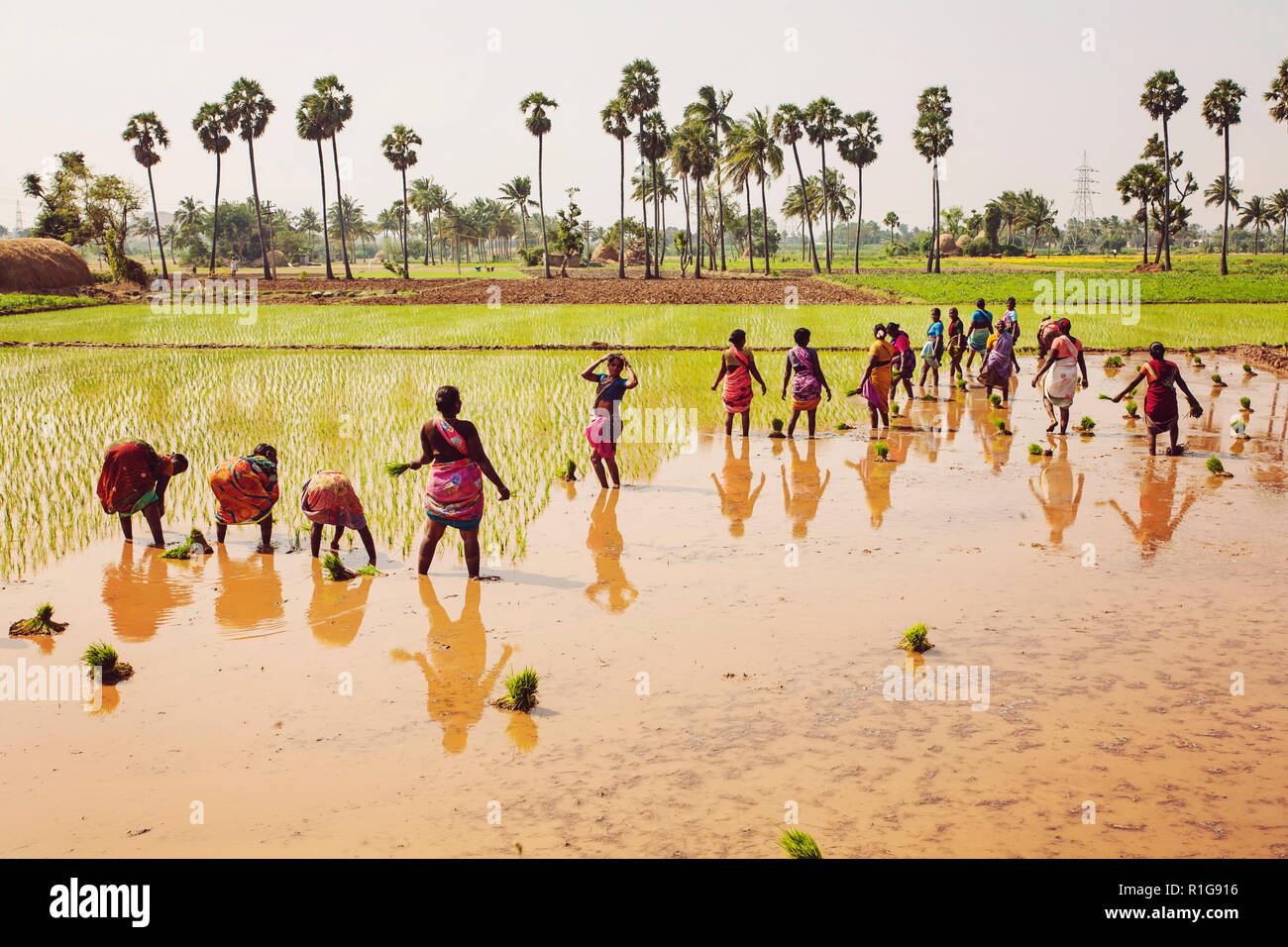 Arunachala à Tiruvannamalai, Tamil Nadu, Inde, le 30 janvier 2018 : les femmes qui travaillent à l'entretien des rizières Banque D'Images
