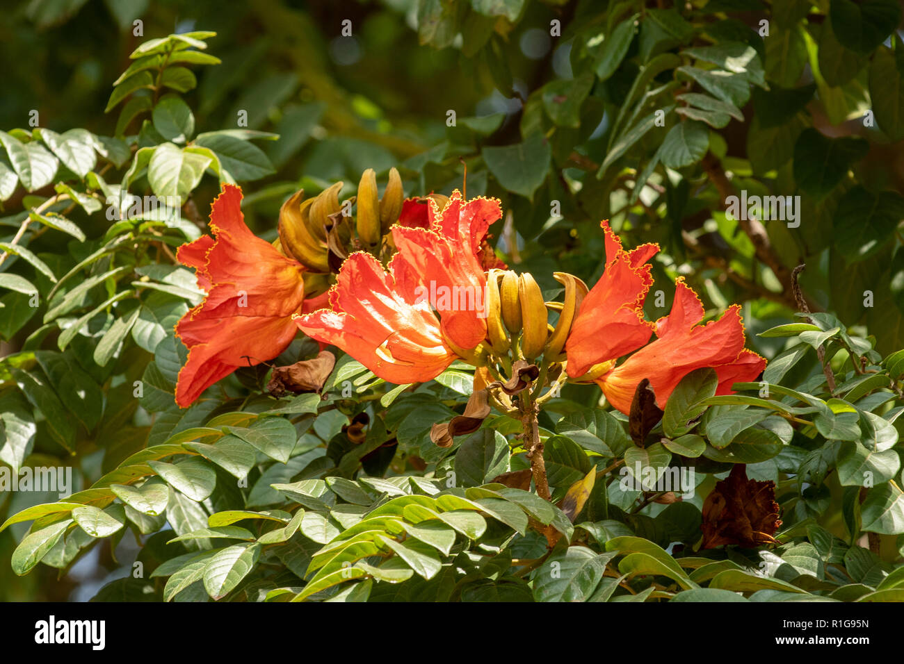 Spathodea campanulata, African Tulip Tree Banque D'Images
