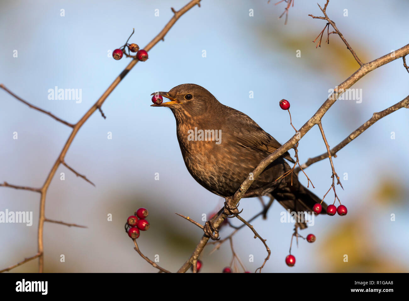 ; Blackbird Turdus merula seule femelle manger Haws Cornwall, UK Banque D'Images