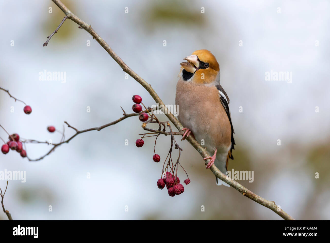 Coccothraustes coccothraustes Hawfinch ; manger unique ; Cornwall UK Banque D'Images