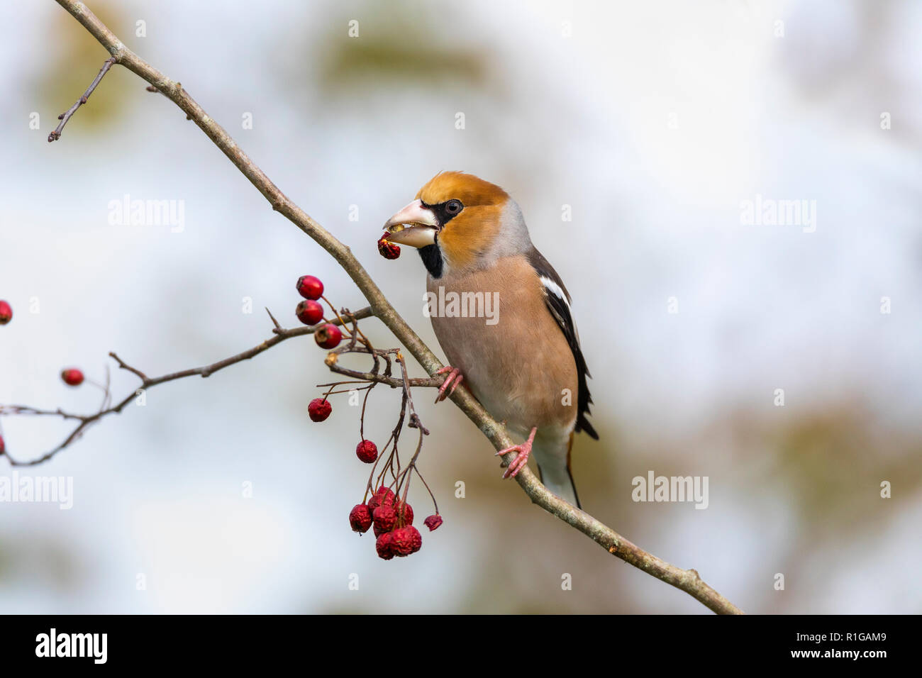 Coccothraustes coccothraustes Hawfinch ; manger unique ; Cornwall UK Banque D'Images