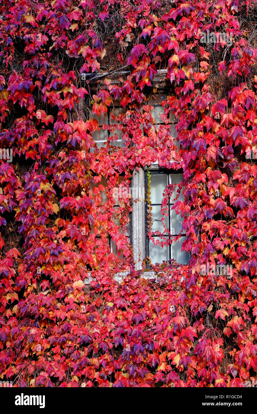 Automne rouge plante vigne sur la construction de mur, Cambridge, Angleterre Banque D'Images