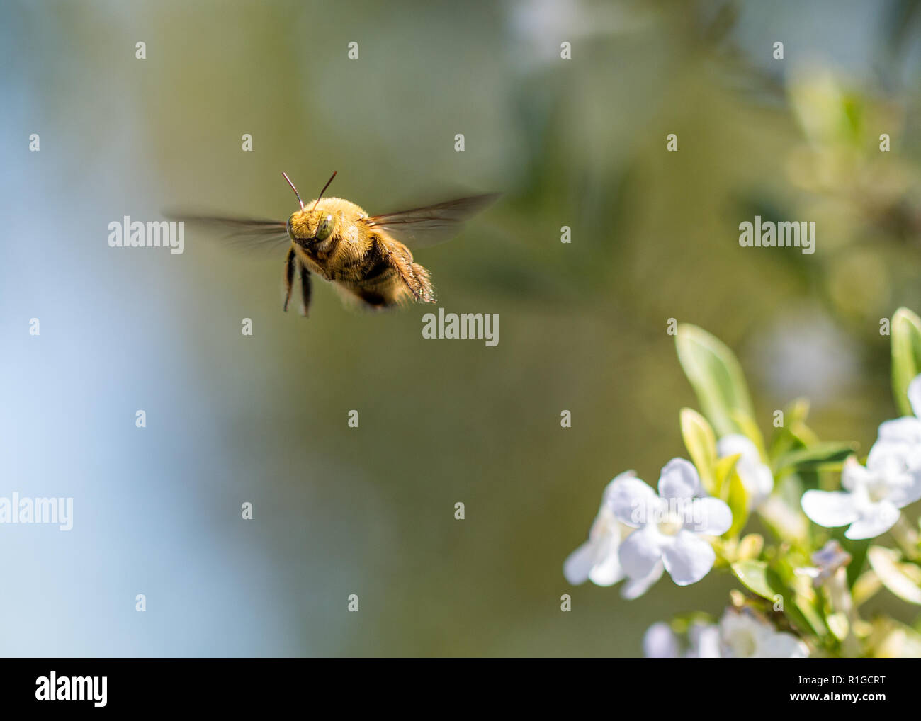 Plan Macro sur un vol de bourdon. Banque D'Images