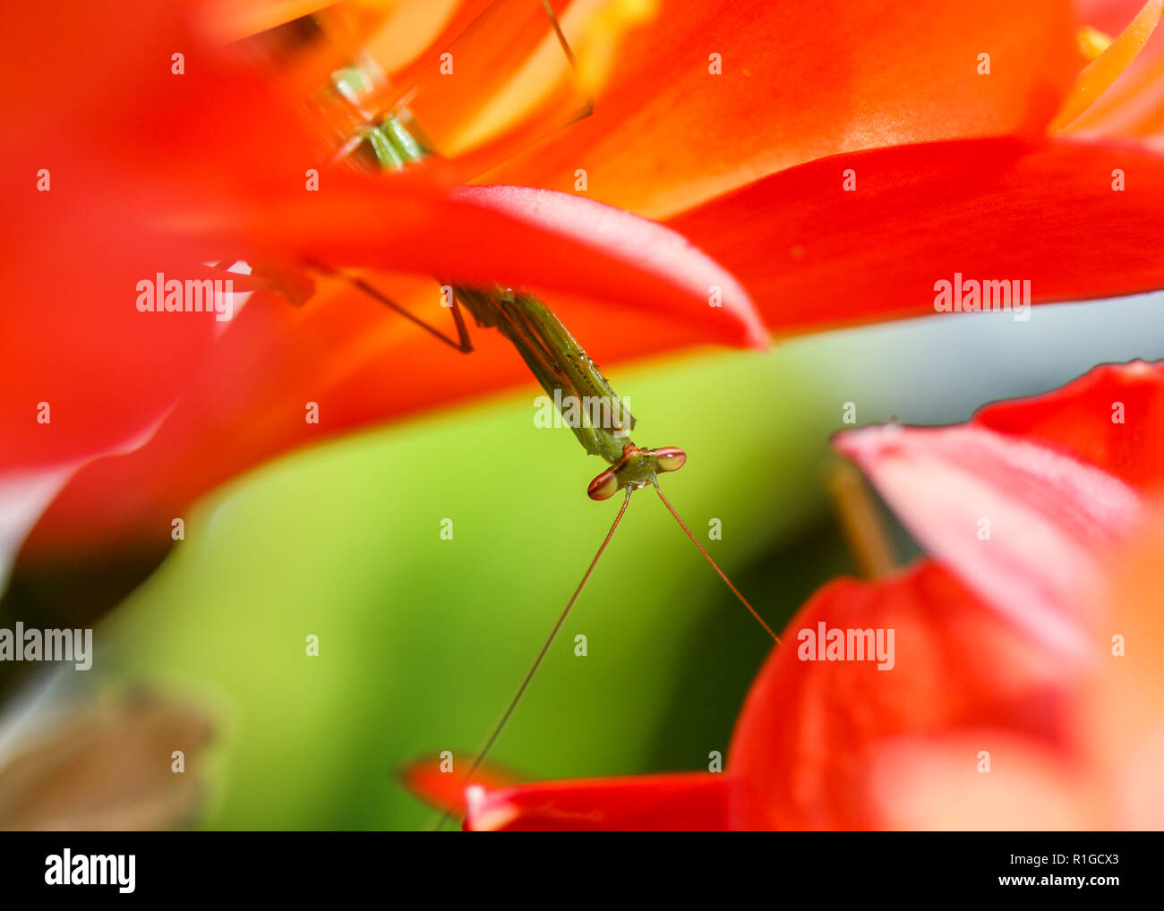 Praying mantis assis sur une fleur de lys Bush face à l'appareil photo Banque D'Images