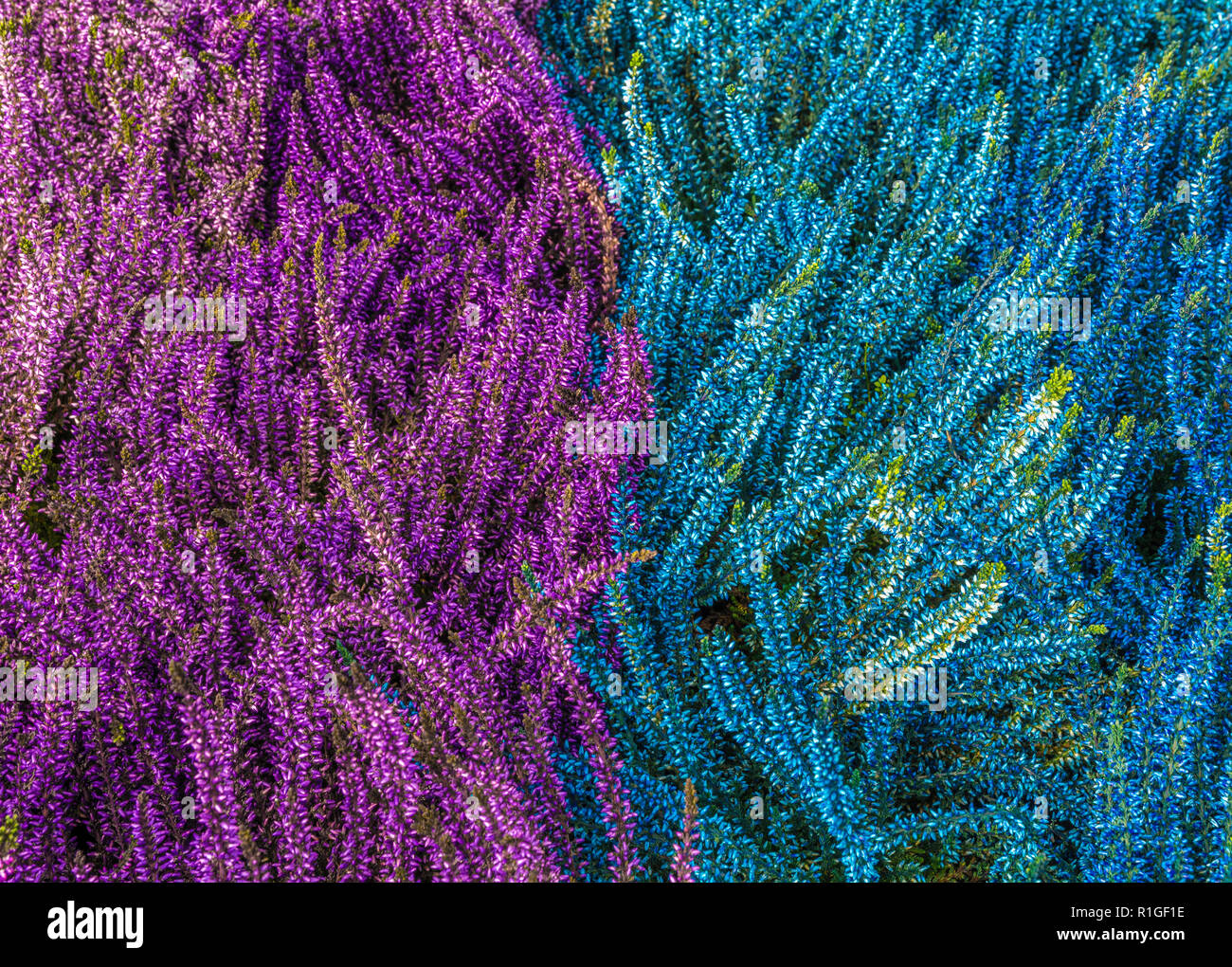 Heather fleurs plante ornementale en automne. Fleurs multicolores, vue du dessus Banque D'Images