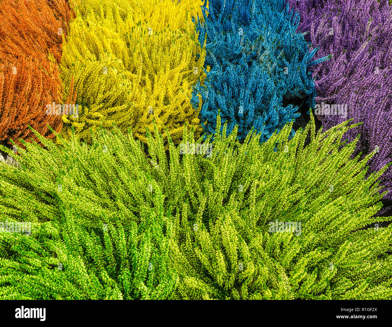 Heather fleurs plante ornementale en automne. Fleurs multicolores, vue du dessus Banque D'Images