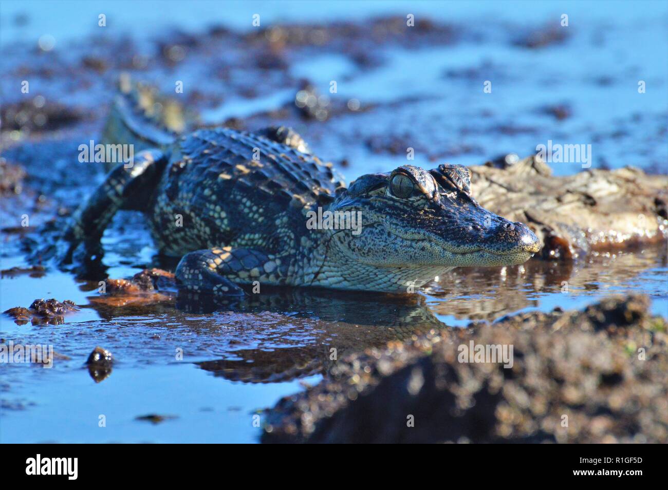 Alligator de bébé Banque D'Images Alligator de bébé Banque D'Images