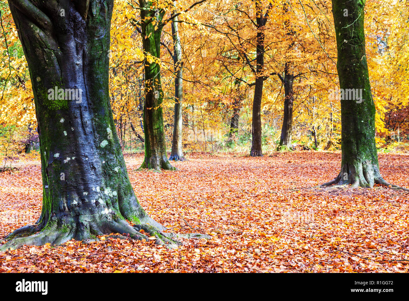 L'automne dans la forêt de Savernake dans le Wiltshire. Banque D'Images