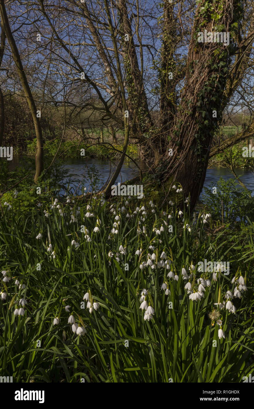 Flocon d'été indigènes, Leucojum aestivum ssp. aestivum, dans la vallée de l'Turnerspuddle Piddle nr, Dorset. Banque D'Images