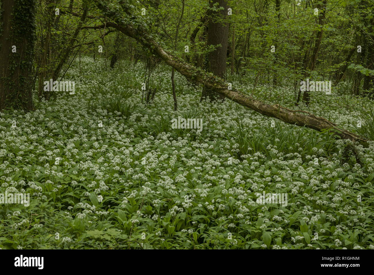 L'ail des ours ou Allium ursinum, Ramsons Sleech en bois, Lyme Regis, West Dorset. Banque D'Images