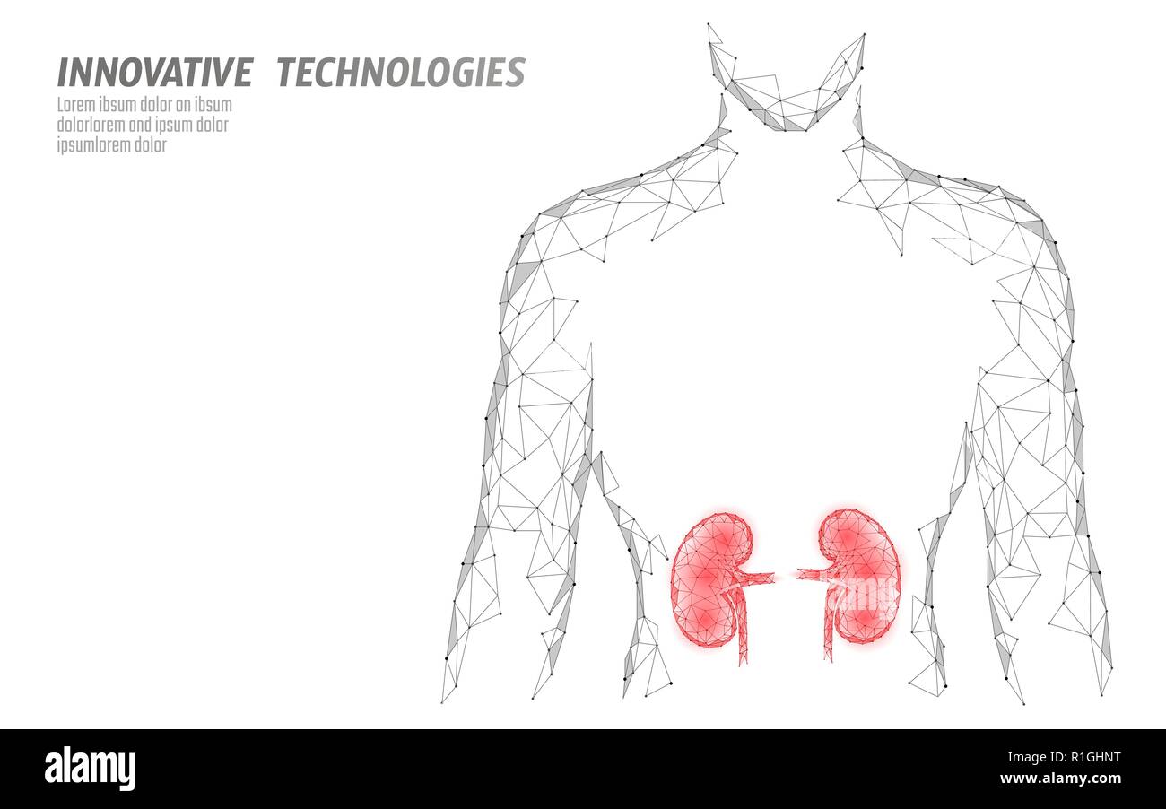 Reins organe interne 3d silhouette hommes poly faible modèle géométrique. Urologie médecine système de traitement. La technologie future science wire mesh géométriques polygonales vector illustration Illustration de Vecteur