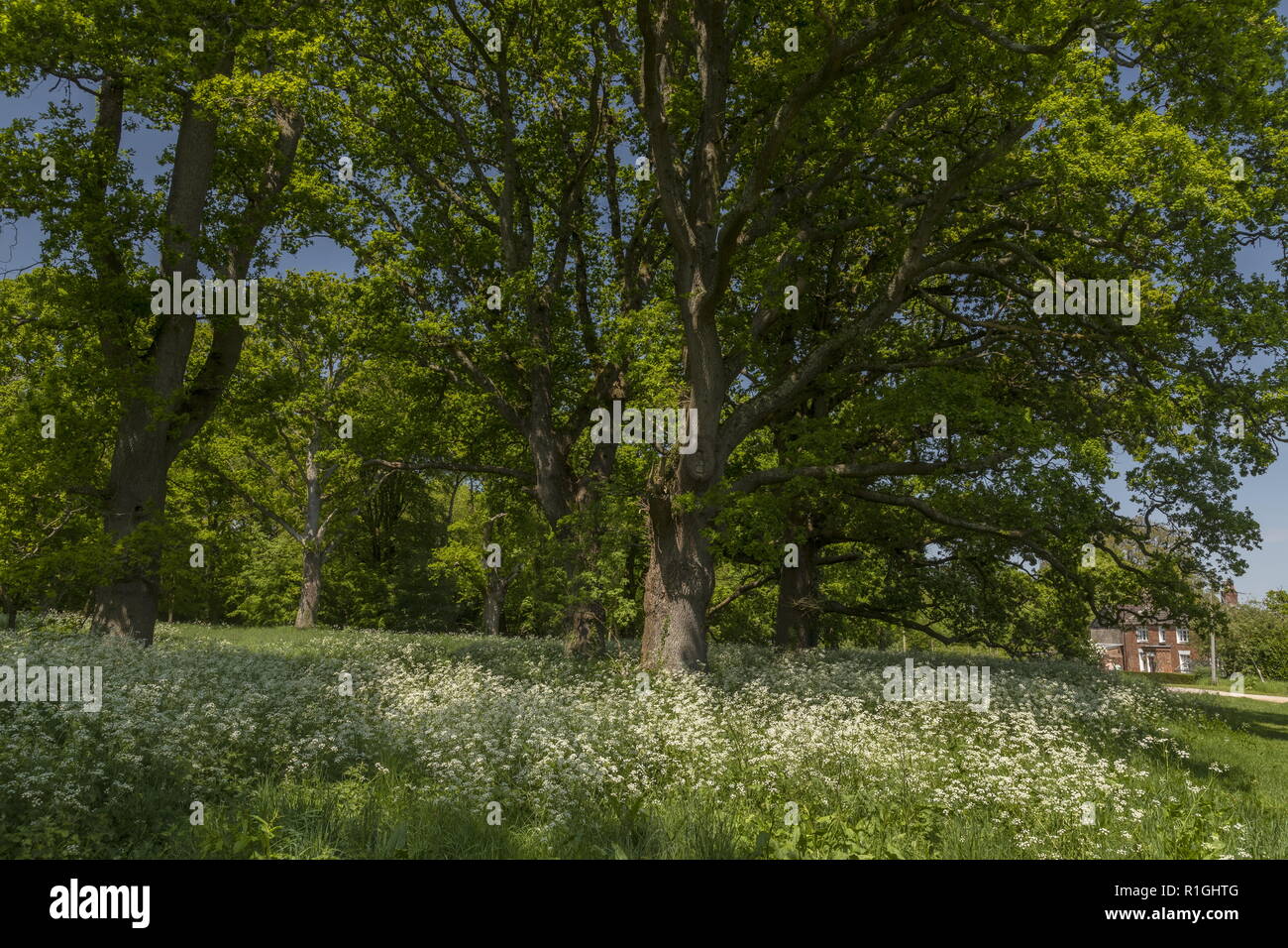 Dix-neuvième siècle sur Pamphill plantation de chêne vert, avec cow parsley. Kingston Lacy estate, Paris. Banque D'Images