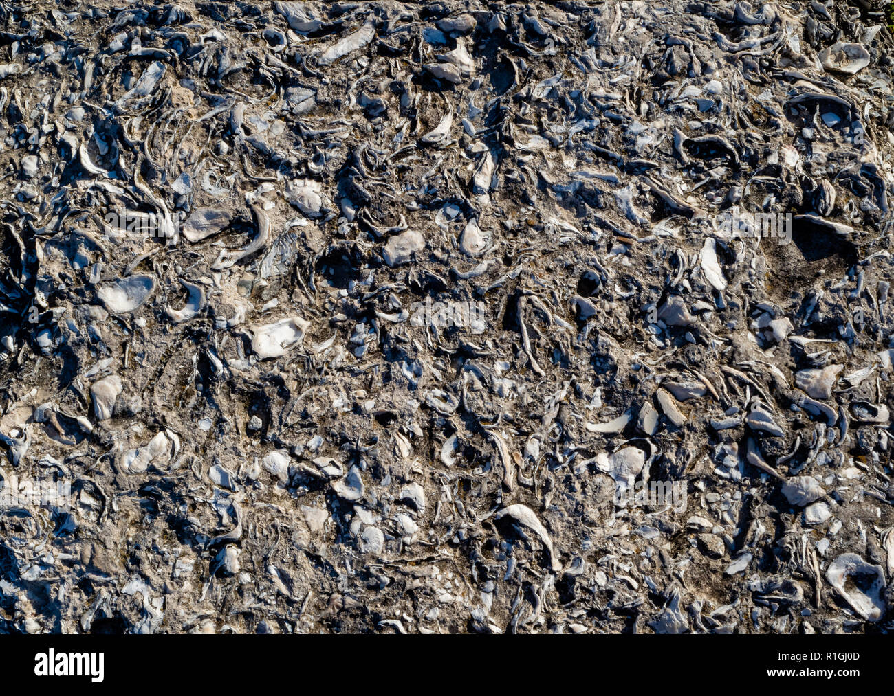 Fermer la vue de tabby béton fait en utilisant comme source d'huîtres et de chaux et de sable calcaire où total n'est pas disponible - St Augustine Florida USA Banque D'Images