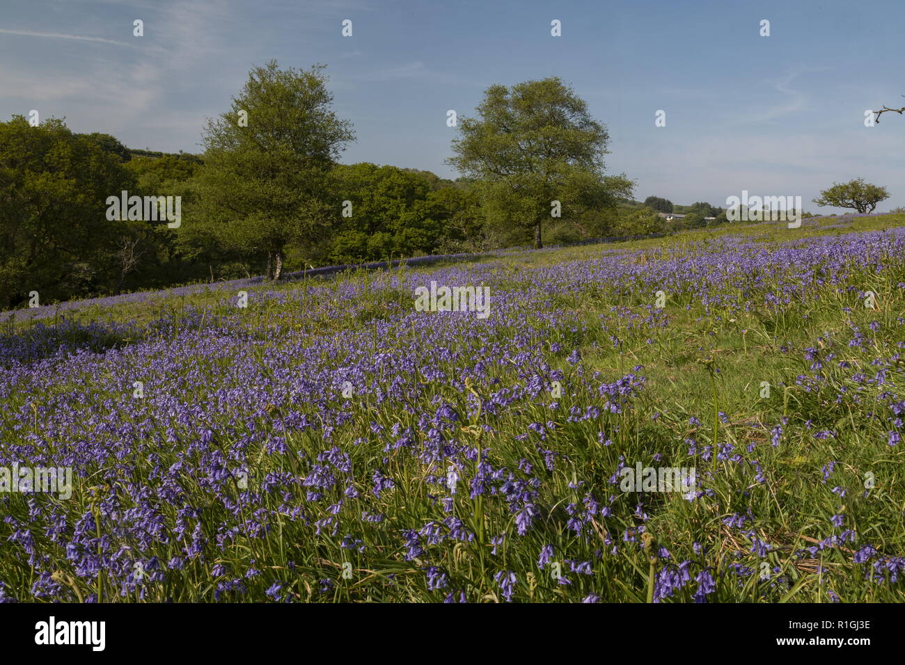 Bluebell dense sward en mai sur des terres communes à côté Ashway Tarr, étapes, Barle, vallée de l'Exmoor. Banque D'Images