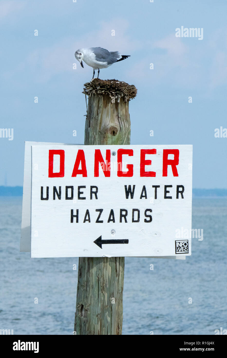 À la mouette à un signe sur les dangers sous l'eau près de Tybee Island Savannah sur la côte de la Géorgie du sud de l'USA Banque D'Images