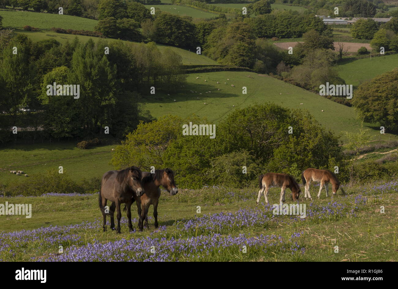 Poneys Exmoor, Juments et Poulains, dans de denses bluebell sward au printemps, sur des terres communes à côté Ashway Tarr, étapes, Barle, vallée de l'Exmoor. Banque D'Images