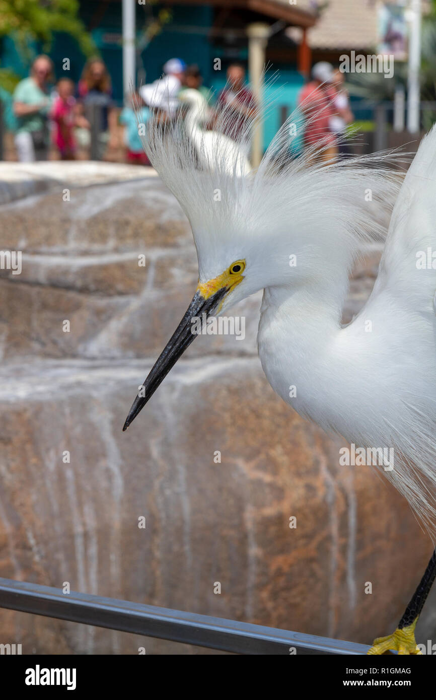 Le plumage de la tête avec une aigrette à côté de d'attente pour les lions de mer poisson jeté par les visiteurs à SeaWorld San Diego, California, United States. Banque D'Images