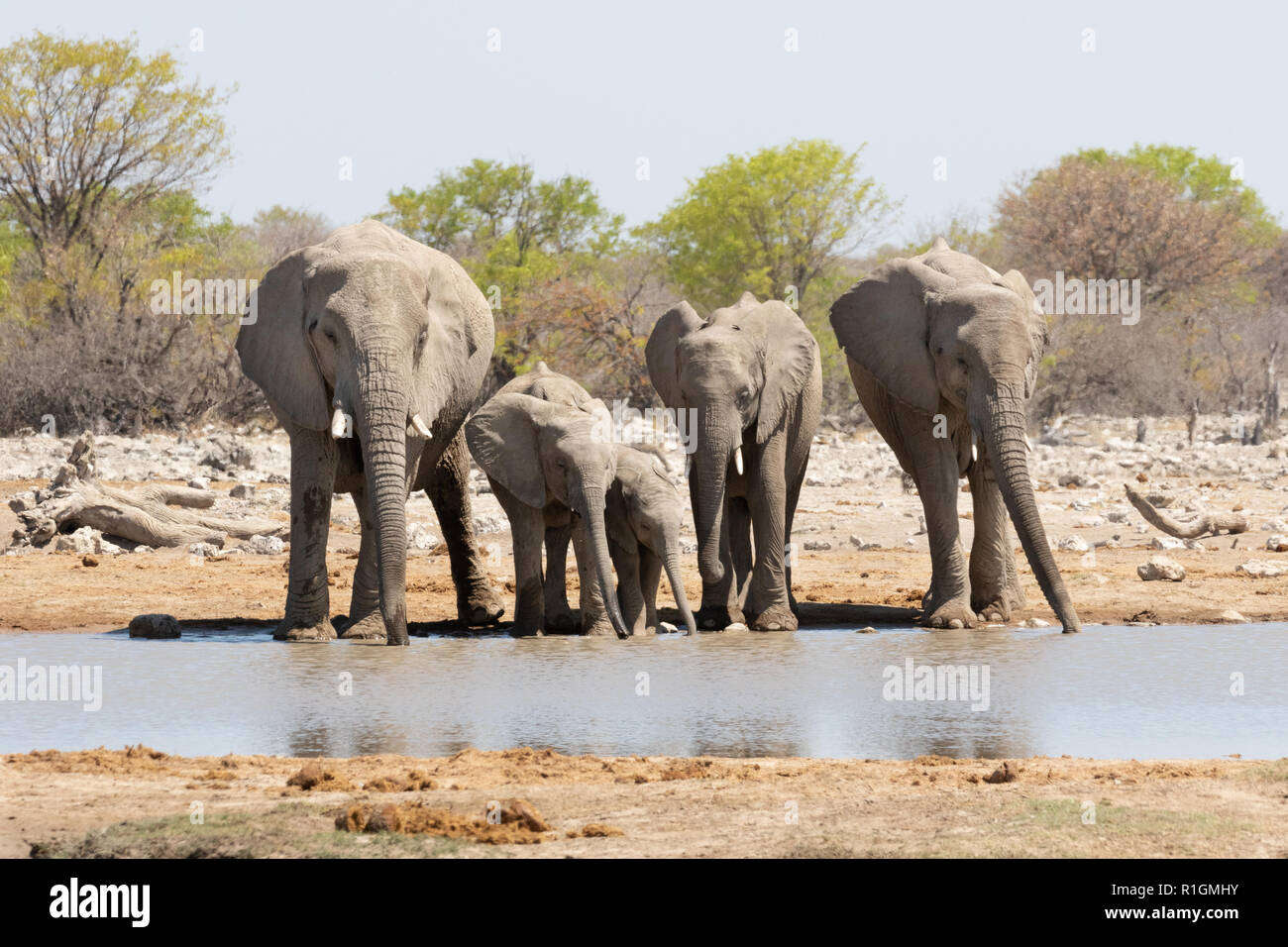 Les éléphants d'Afrique Loxodonta africana ( ) de l'alcool à un étang, Etosha National Park, Namibie, Afrique du Sud Banque D'Images