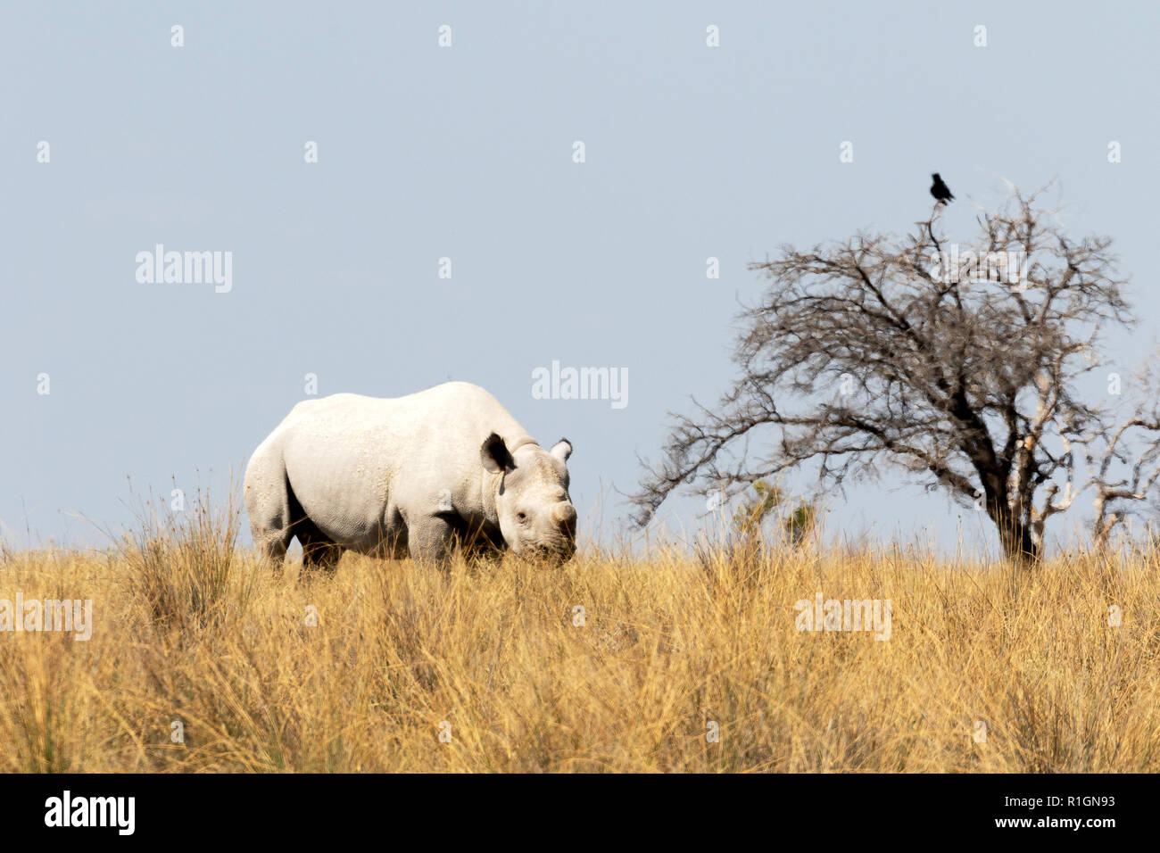 Le rhinocéros blanc Namibie - L'un des profils white rhino, Etosha National Park, Namibie, Afrique du Sud Banque D'Images Le rhinocéros blanc Namibie - L'un des profils white rhino, Etosha National Park, Namibie, Afrique du Sud Banque D'Images