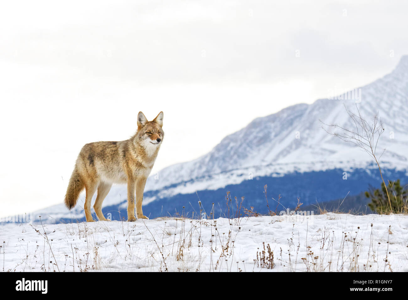 42 751,09197 Coyote alerte debout dans un paysage enneigé, la neige a couvert colline, sommet de la côte en hiver avec de grandes montagnes en arrière-plan lointain Banque D'Images