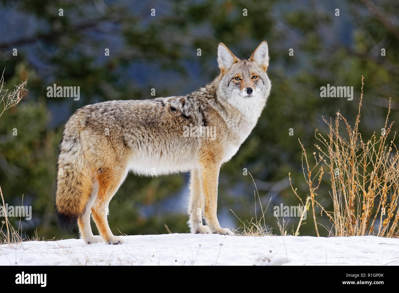 42 751,09287 Close up de coyote adultes debout dans le froid hiver neige forêt enneigée arbustes brosse en arrière-plan, vous regardant Banque D'Images