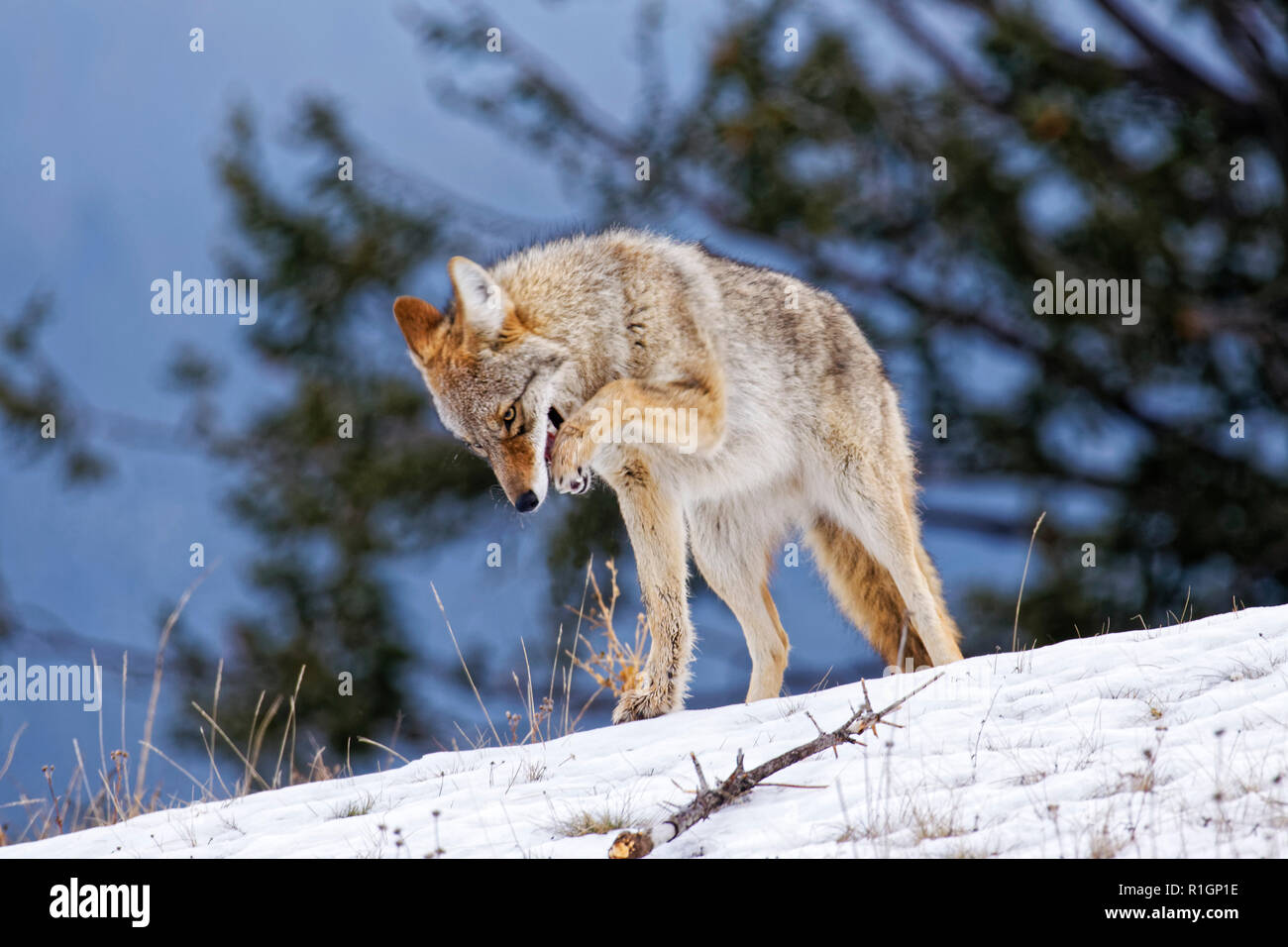 Close up 42 757,09724 Coyote adultes patte au niveau permanent de la bouche pour déloger pris la nourriture prise ou de soulager les blessés paw, froid hiver neige Paysage de neige ciel dans Banque D'Images