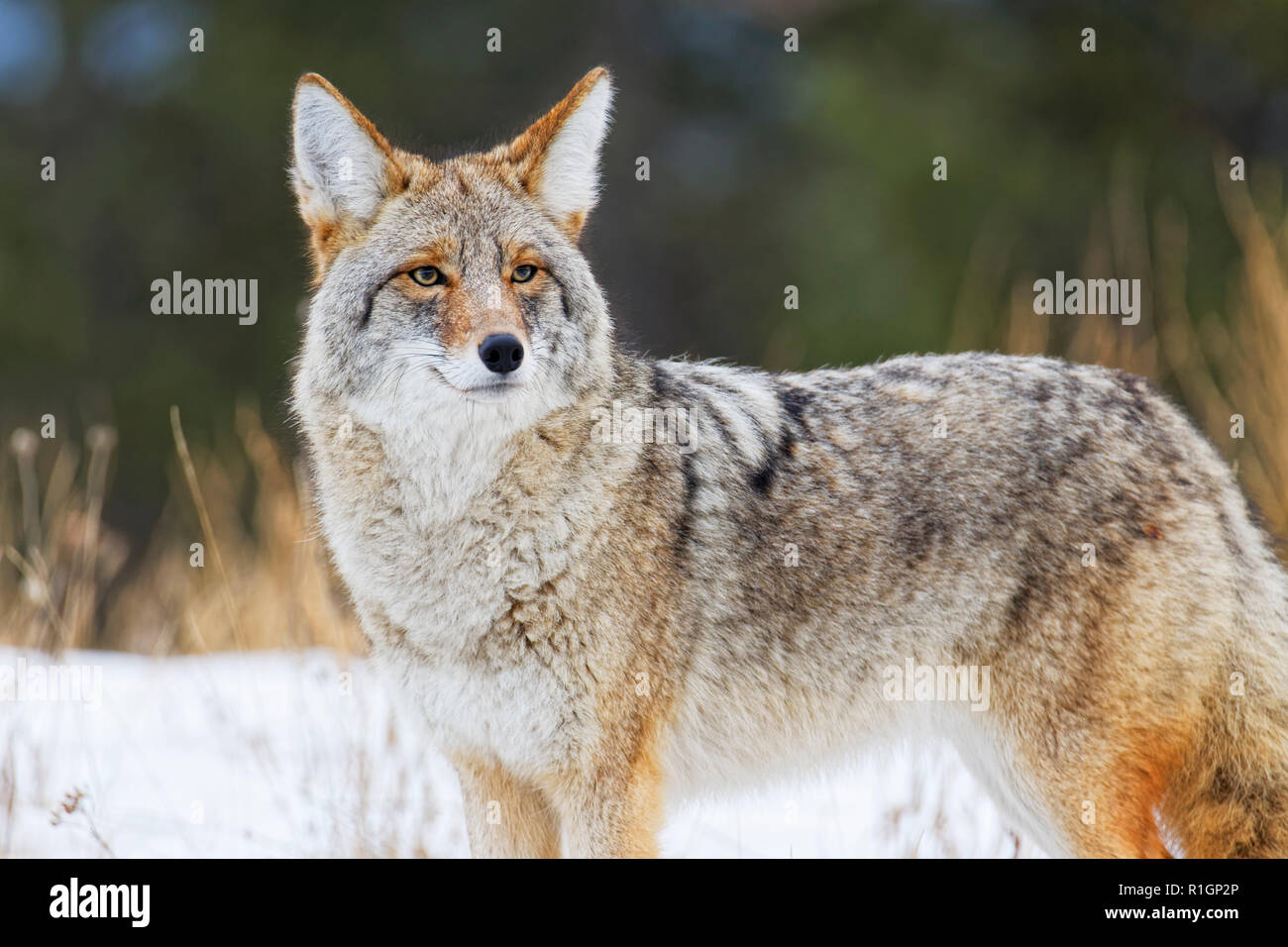 42 757,09742 extreme close up de Coyote broadside permanent dans la neige, faisant face vers la gauche et à la recherche sur le côté, vers vous, fond sombre Banque D'Images