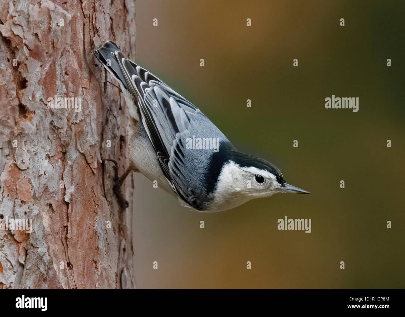 Sittelle à poitrine blanche (Sitta carolinensis) perché sur un arbre de pin rouge - Ontario, Canada Banque D'Images