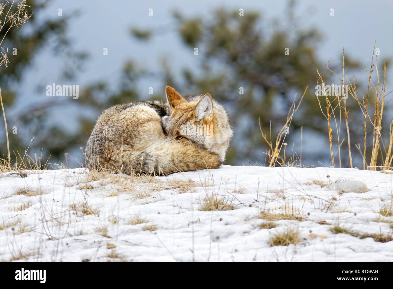 CU 42 757,09771 dormir recroquevillé Coyote essayant de garder au chaud, les yeux à moitié ouvertes peeking out, d'herbe d'une colline d'herbe en hiver froid neige, arbres contexte Banque D'Images