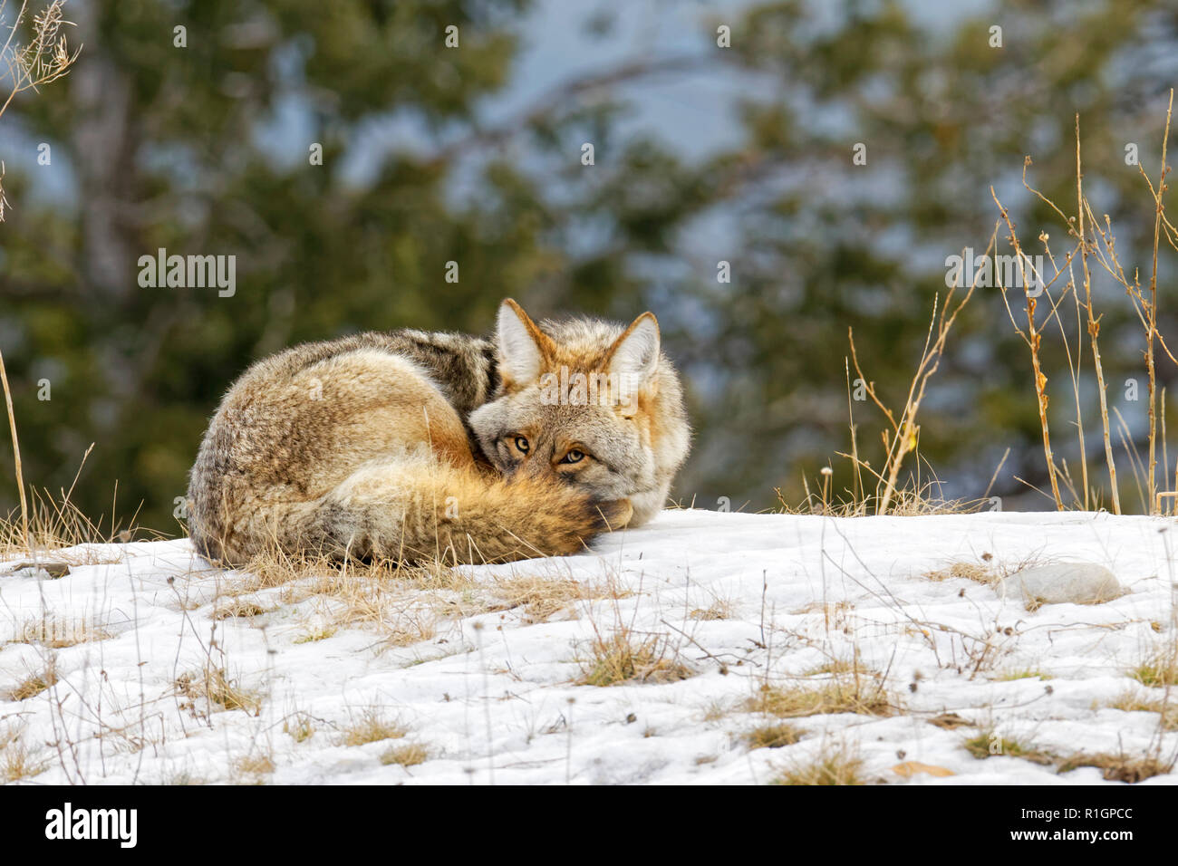42 757,09774 Coyote CU recroquevillée la moitié dormir et essayer de garder au chaud, les yeux ouverts sur une colline d'herbe herbe en hiver froid neige, arbres en arrière-plan Banque D'Images