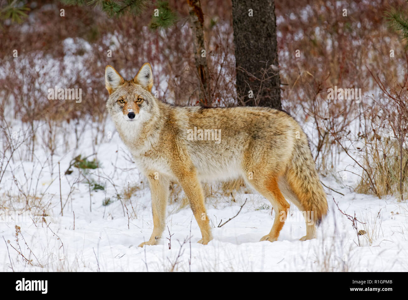 42 751,09128 Close up de coyote adultes debout dans le froid hiver neige forêt enneigée en vous regardant arbustes brosse Banque D'Images