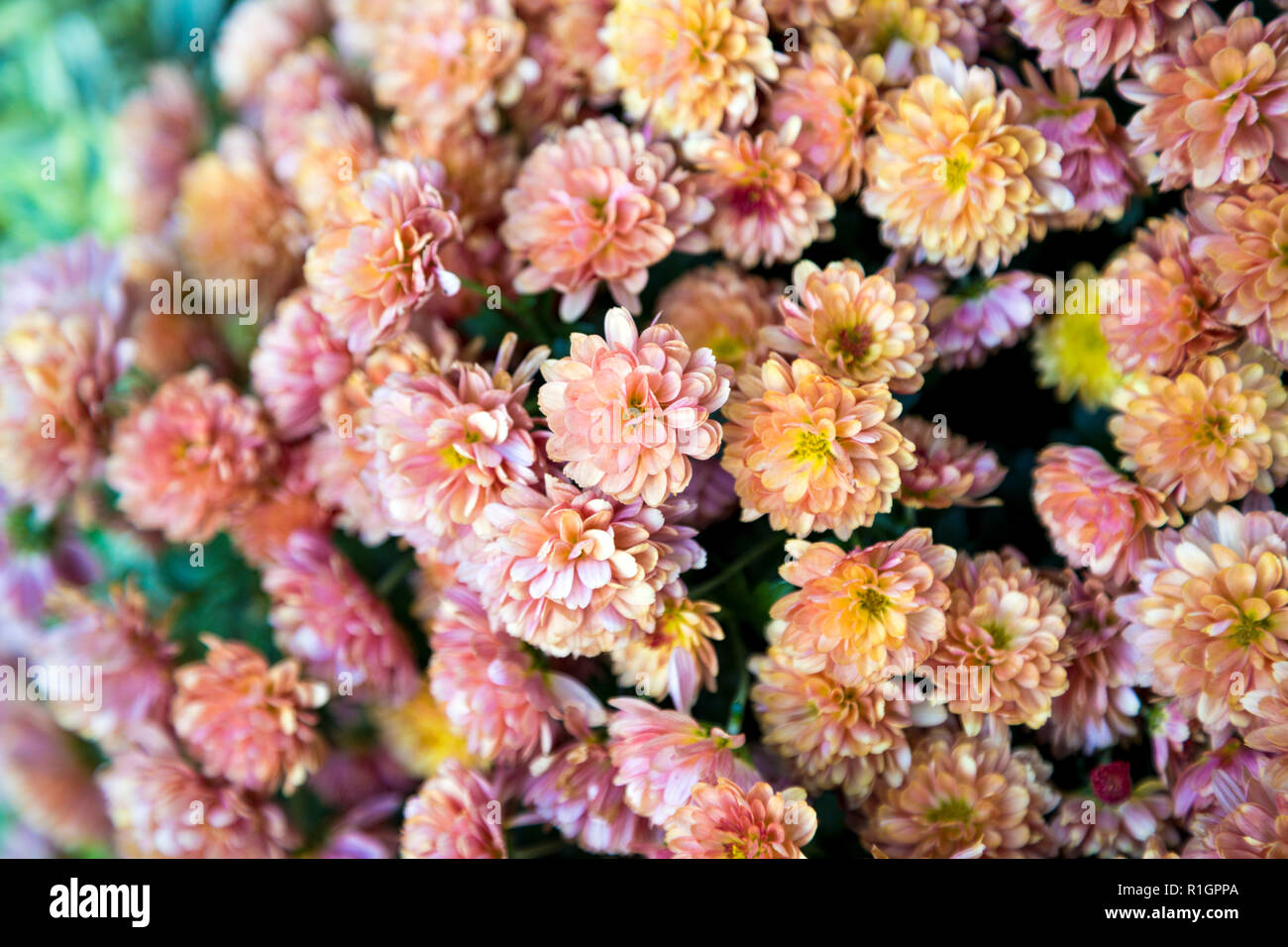 Petites fleurs rose Peach background Banque D'Images