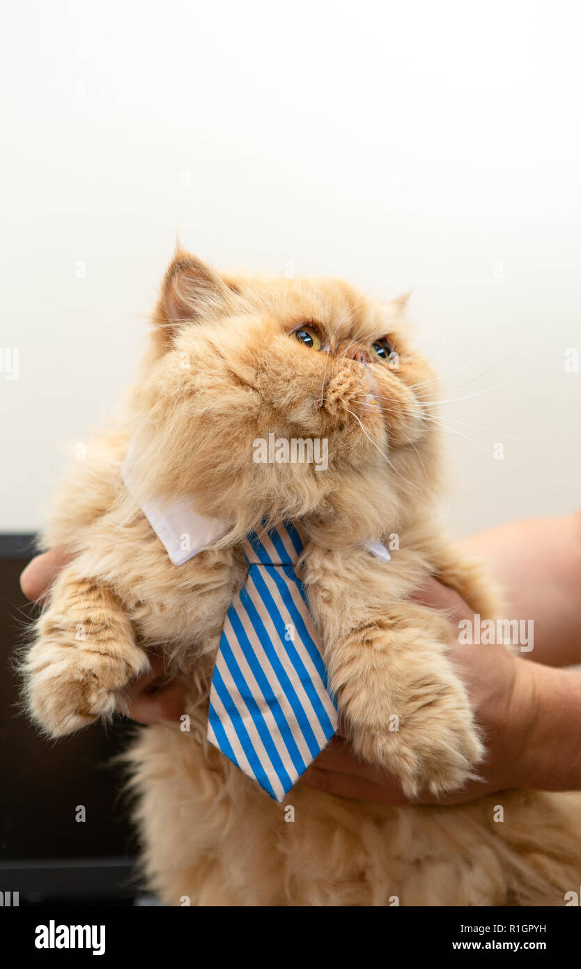 Photo de chat exotique avec cravate rayée sur fond vide Photo Stock - Alamy