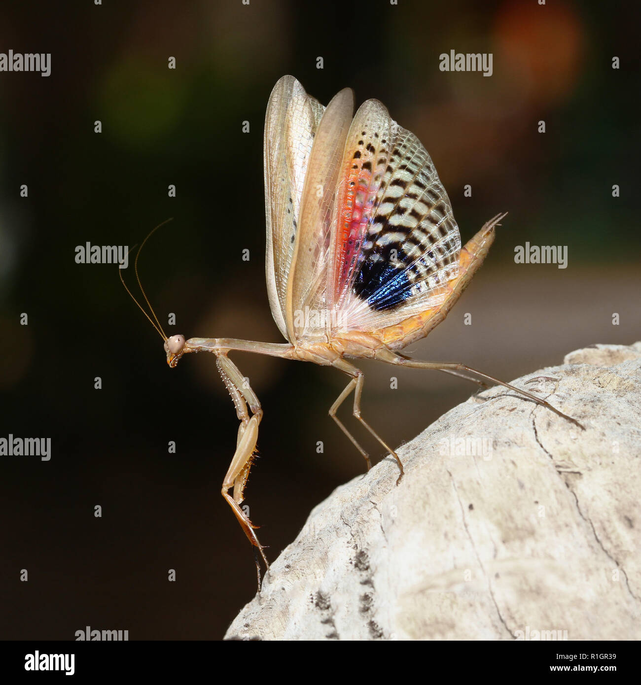 Peur brown praying mantis montrer ses ailes Banque D'Images