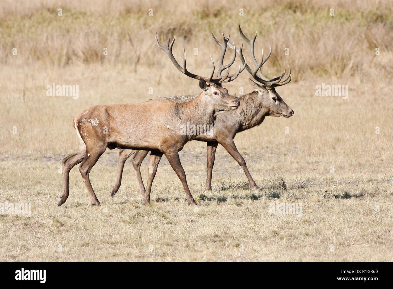 Deux grands red deer en période de reproduction Banque D'Images