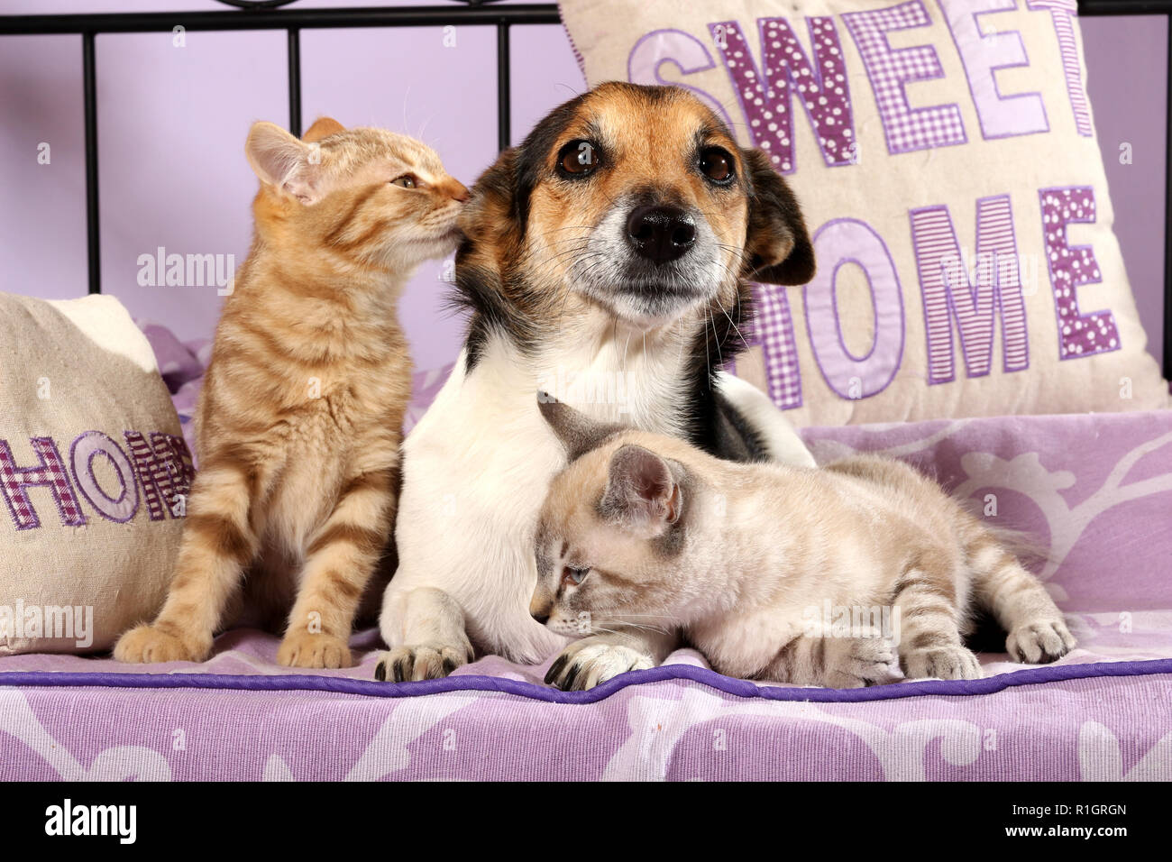 Chien Jack Russell et deux chatons, 2 mois, red tabby et seal point tabby, couché ensemble sur un lit Banque D'Images