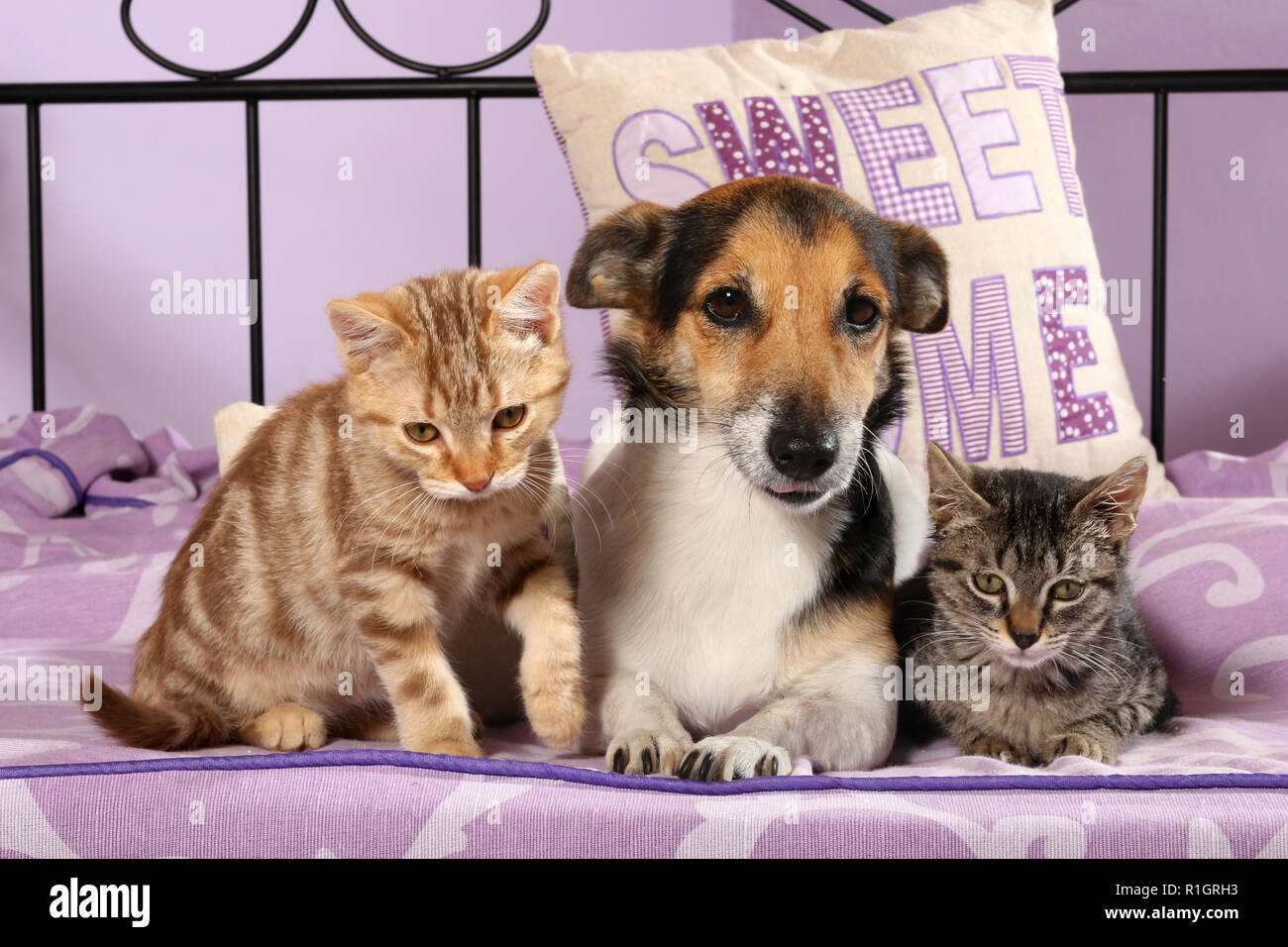 Chien Jack Russell et deux chatons, 2 mois, red tabby et tabby noir, couché ensemble sur un lit Banque D'Images