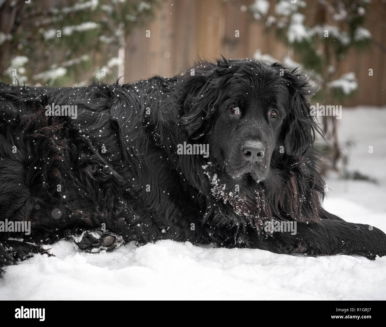 Terre-neuve noir géant portant dans paysage de neige avec des arbres et clôture derrière. Banque D'Images