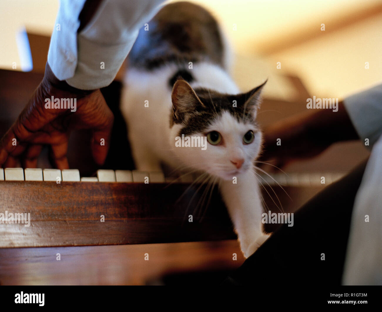 Chat domestique à ramper sur les genoux d'un musicien assis à un piano. Banque D'Images