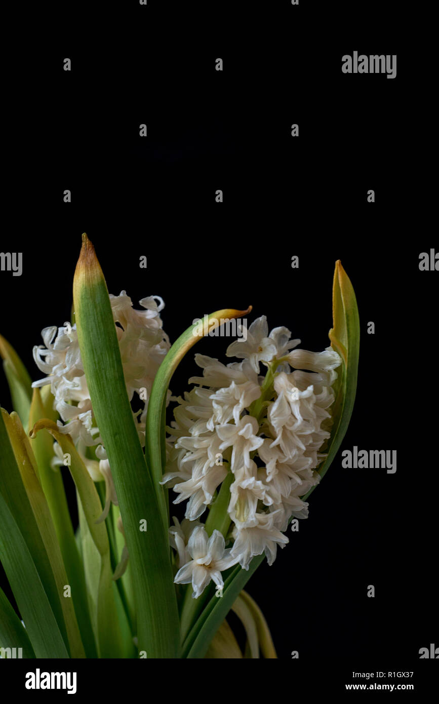 Fleurs déshydratée avec tiges de jaunissement sur fond sombre Banque D'Images