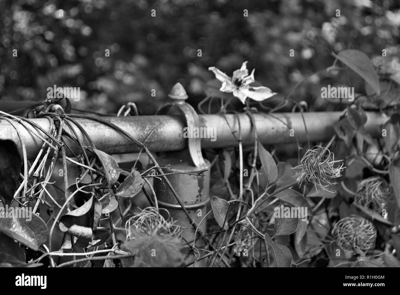 Le noir et blanc Clematis reine gitane culture des fleurs sur une clôture de Banque D'Images